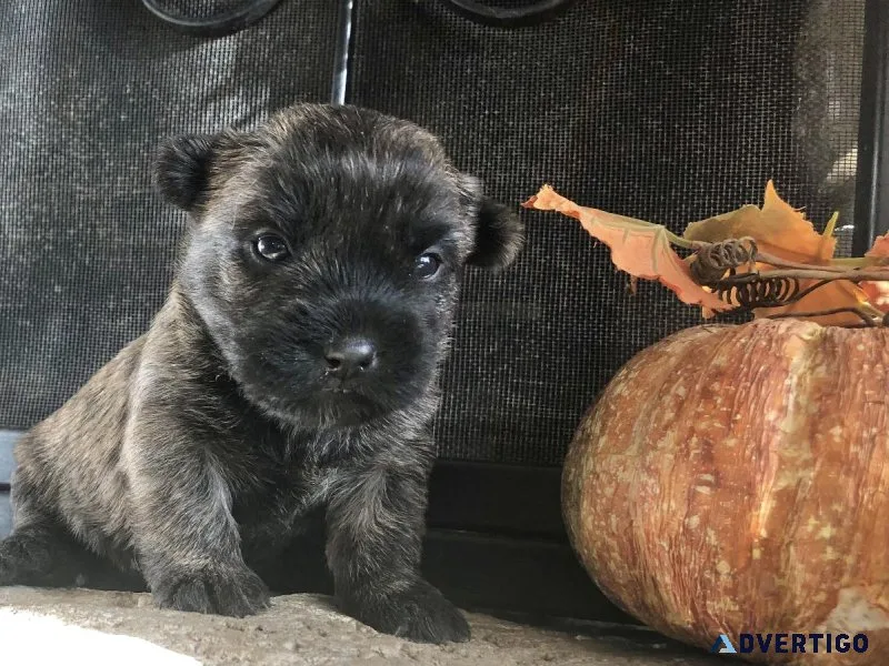 Cairn Terriers