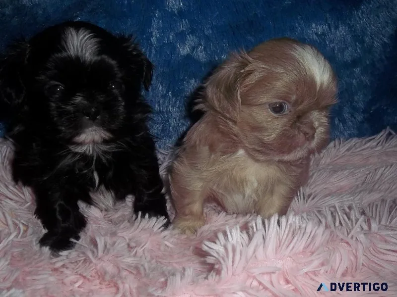 Imperial Shih Tzu AKC Puppies