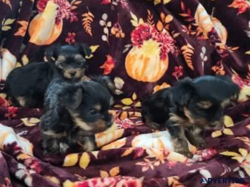 yorkie