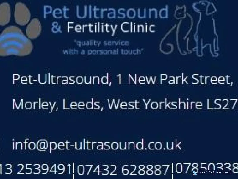 Contact us for Pet-Ultrasound Scanning