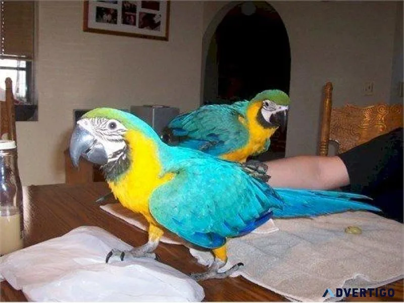 Bonded Pair Blue and Gold Macaws for sale
