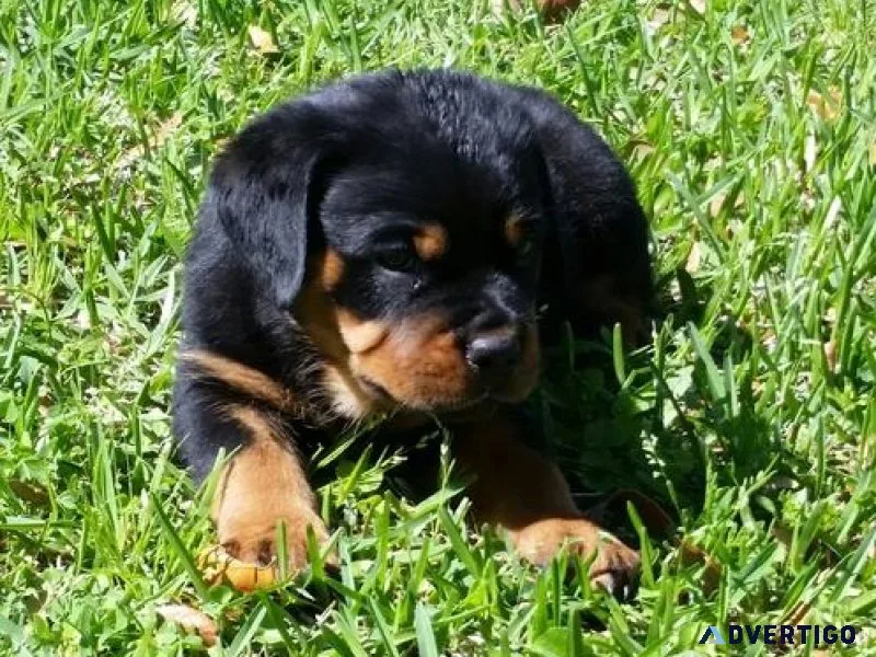 necessary every German rottweiler puppies for Sale