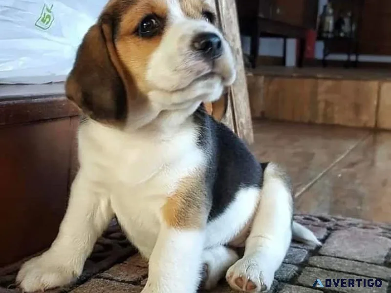 Beagle puppies ready