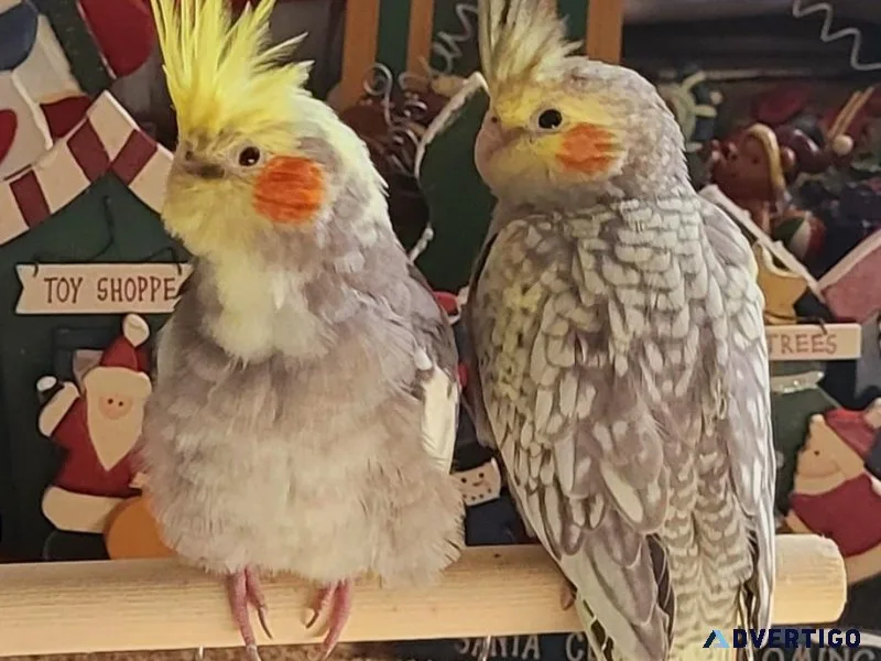 Pearl and pied cockatiels