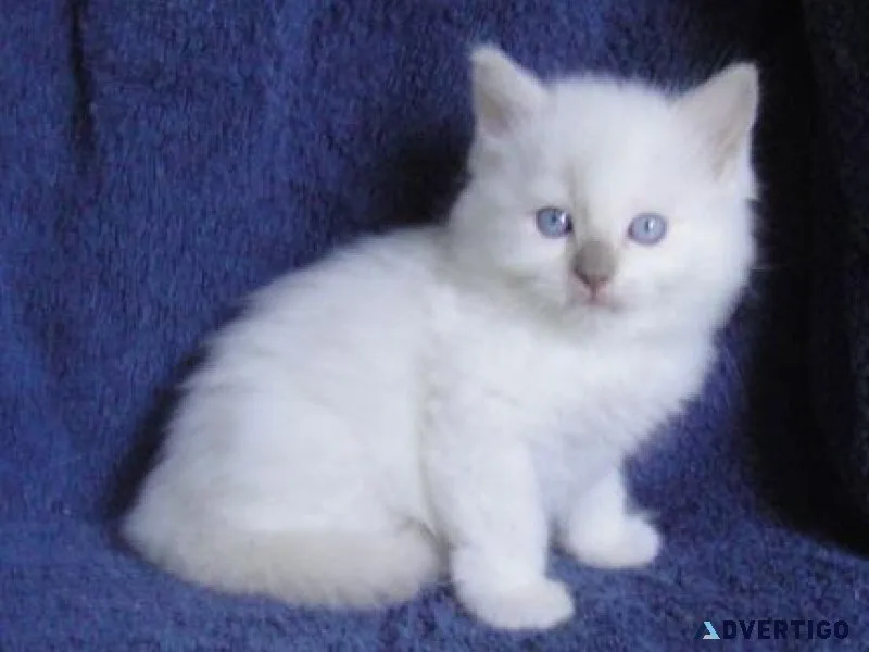 Hand Raised Ragdoll kittens