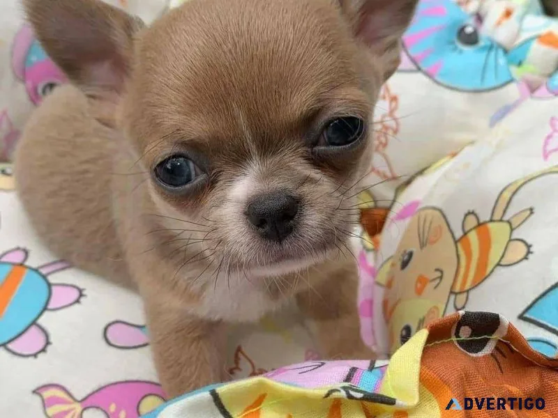 Chihuahua puppies  very fluffy