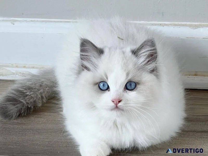 Ragdoll kittens