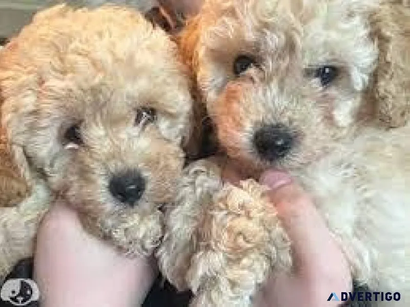 TinyToy teddybear hypoallergenic poodle girls