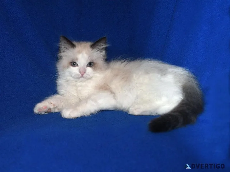 Adorable TICA ragdoll kittens