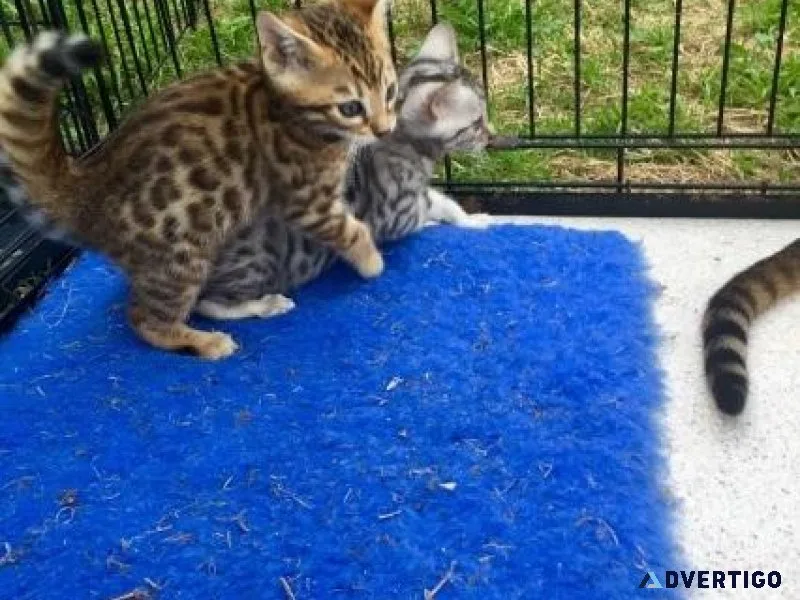 Bengal Kittens for sale.