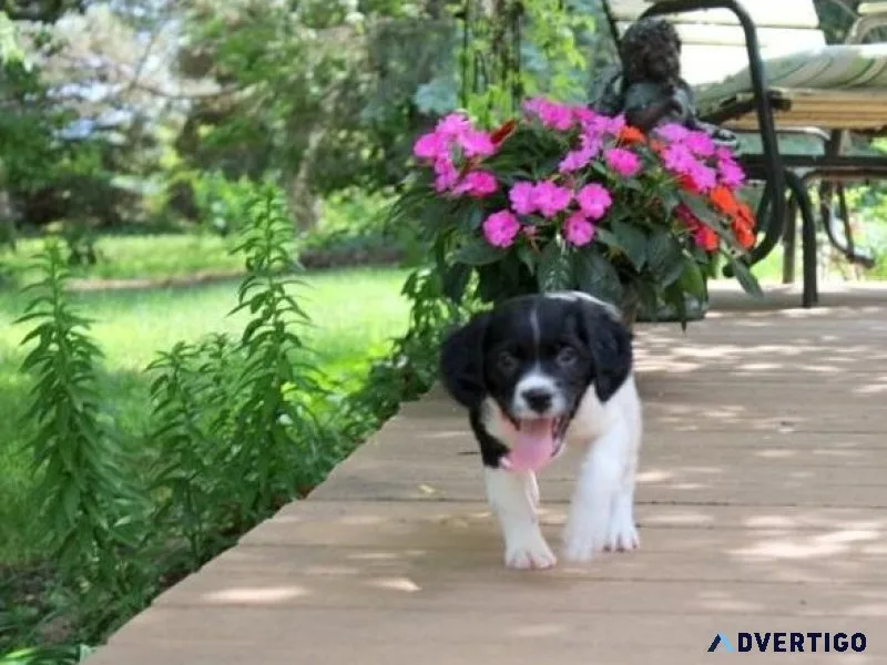 Gorgeous Brittany Spaniel puppies available.