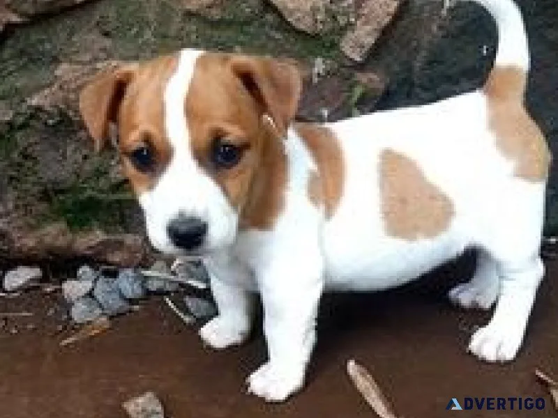 Mbonjo Stunning Miniature Jack Russell Pups