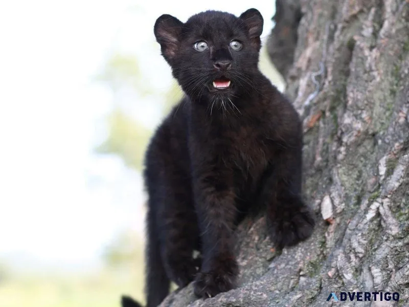 Adorable 3th generation domesticated puma