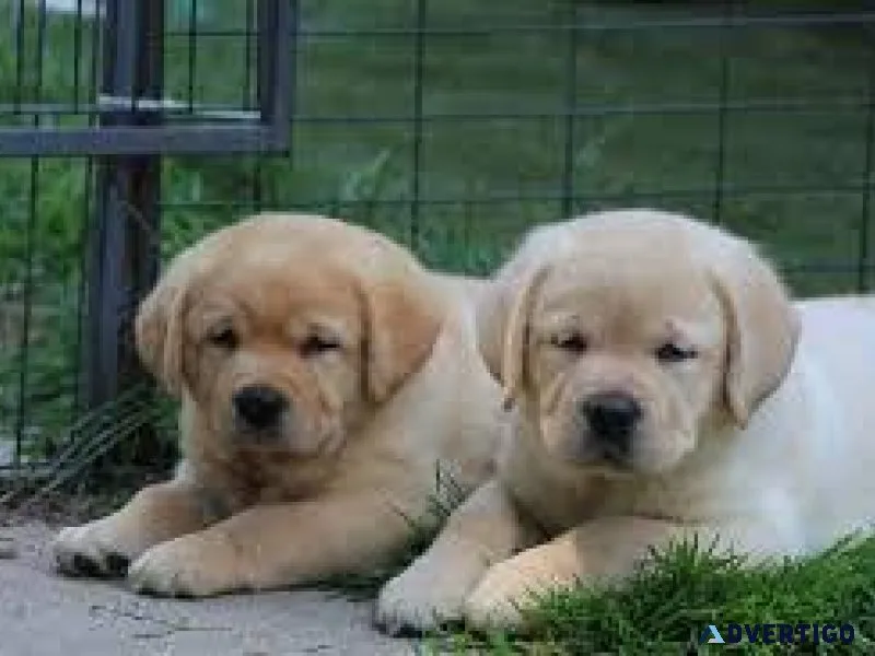 BlackYellow English Lab Puppies For Sale