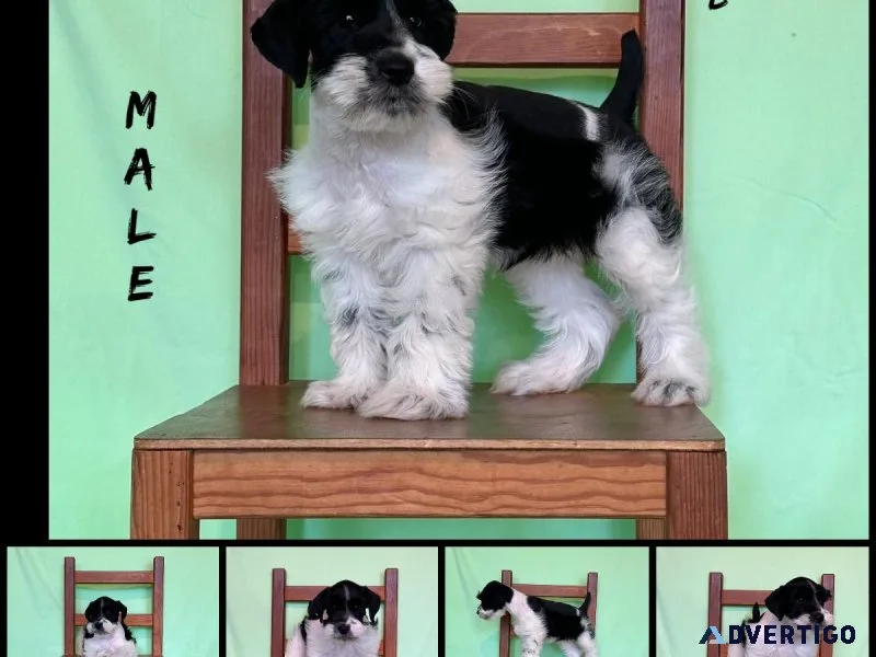 Akc mini schnauzer
