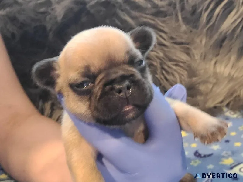 AKC French Bulldog Puppies