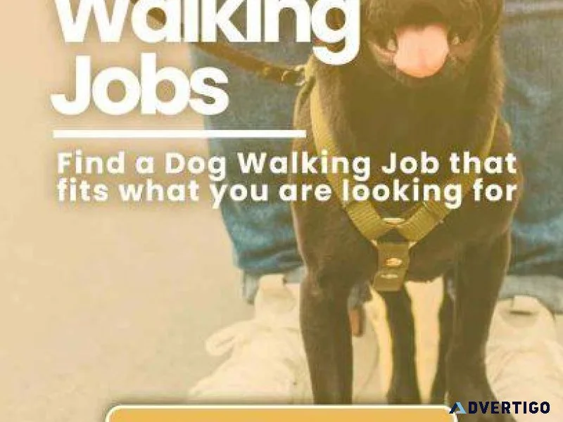 Dog walking services in delhi