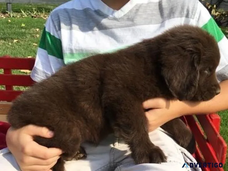 Two Newfoundland Puppies