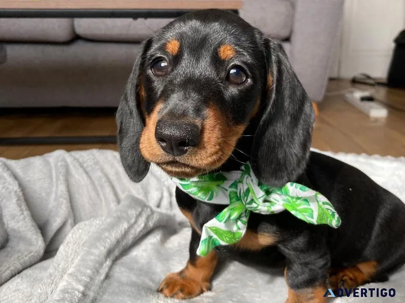 Gorgeous Dachshund Puppies For Adoption