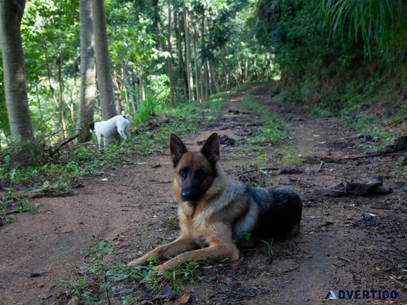 German Shepherd Puppies for Sale in New Jersey