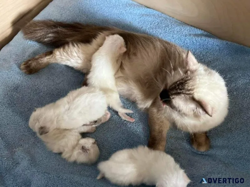 Ragdoll kittens