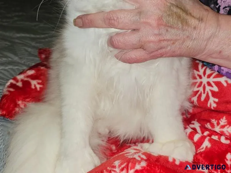 Maine coon kittens
