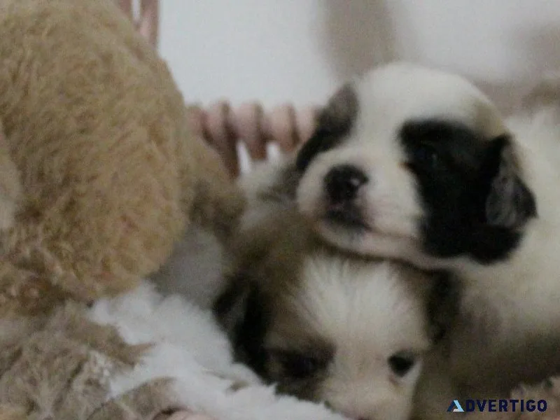 Shihpom puppies