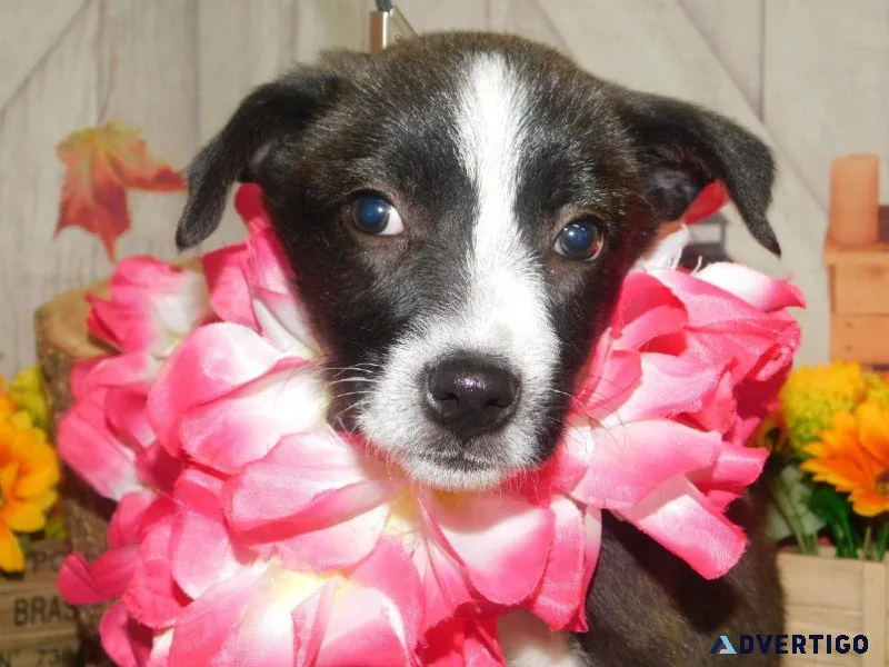 Chicago Border Collie X Pups. Huge SALE