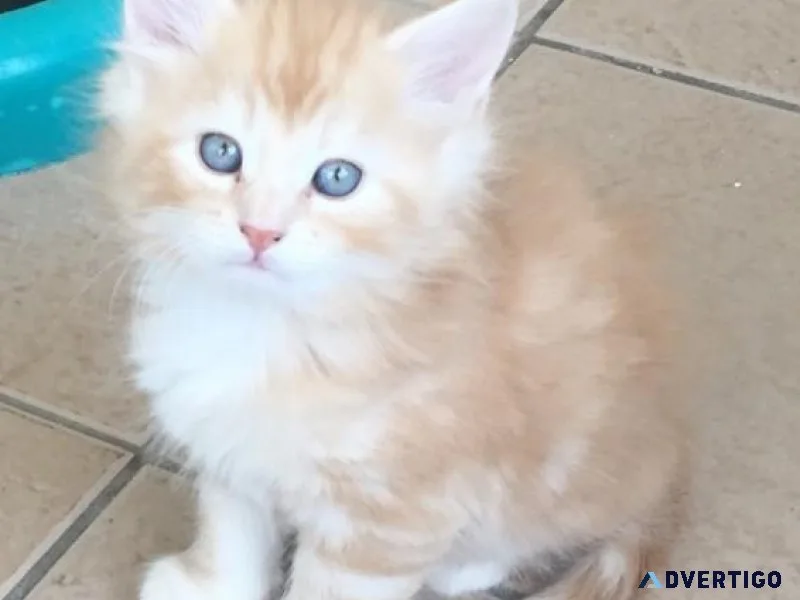 Stunning Norwegian Forest Kittens