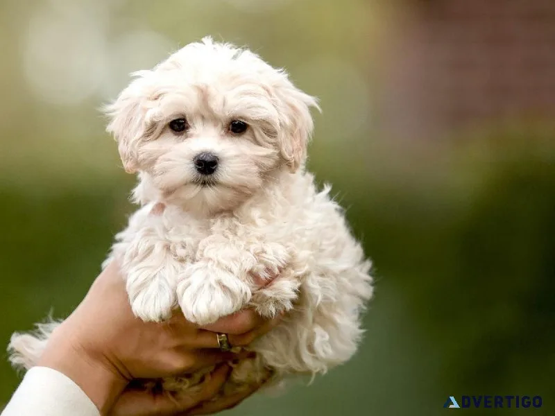 bhtu Available MALTIPOO  puppies