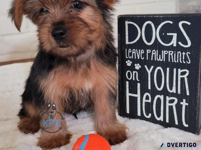 AKC Yorkie Puppies