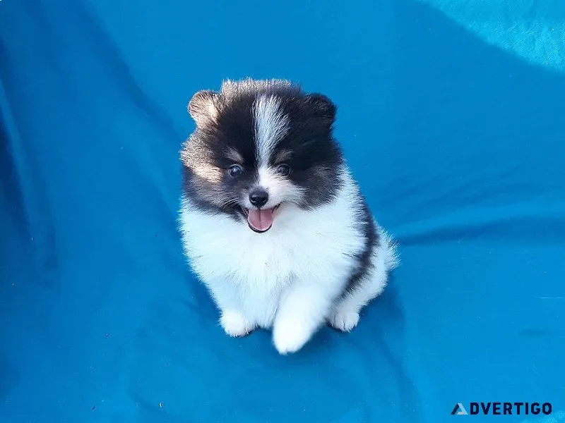 TEACUP TRICOLOR BEAR POMERANIAN PUPPY MALE