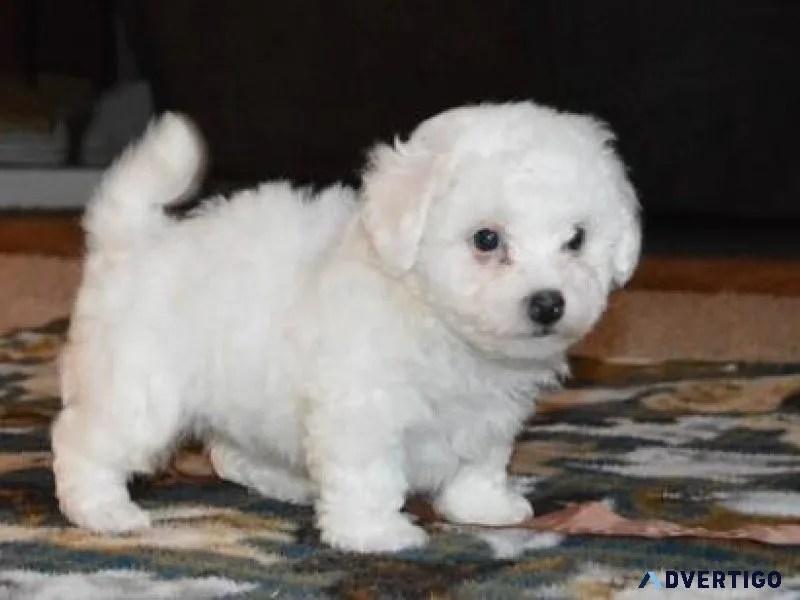 AKC Bichon Frise puppies for sale