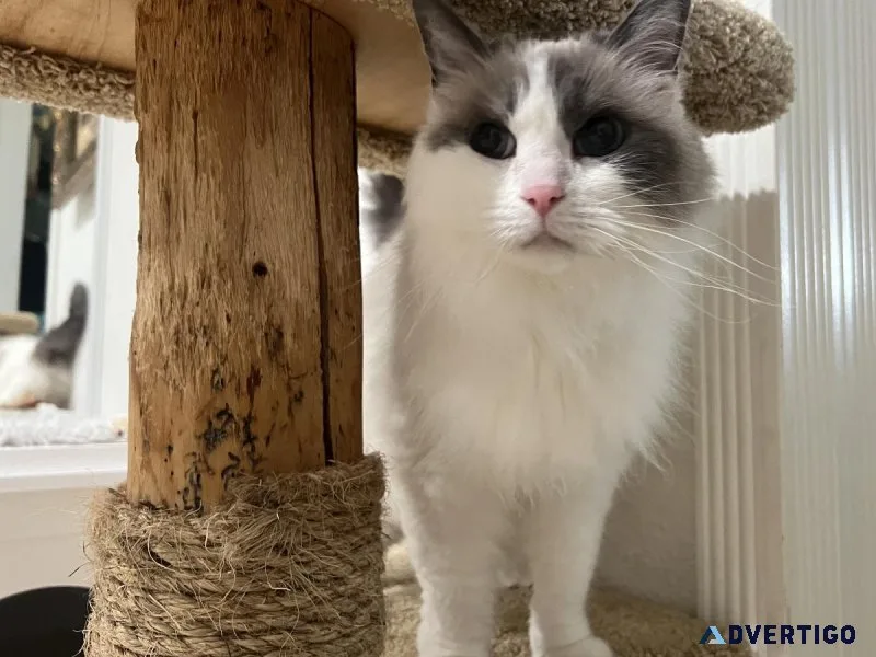 Purebred Female Ragdoll