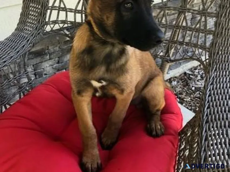 AKC Belgian Malinois puppies
