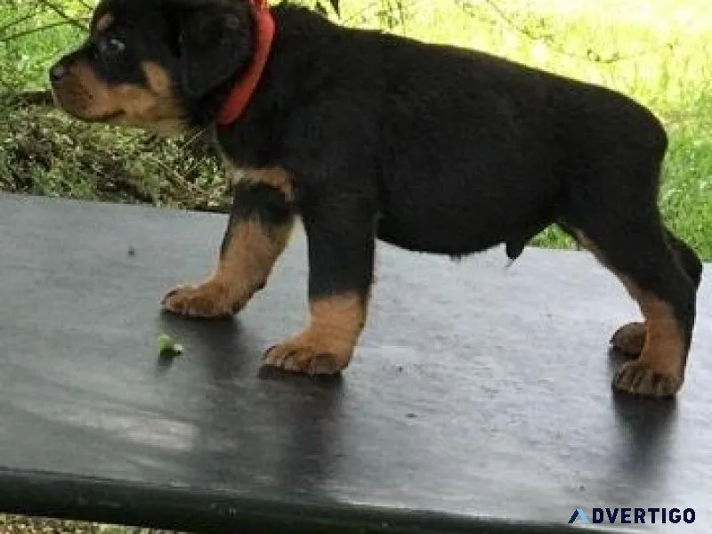 impeccable every German rottweiler puppies for Sale