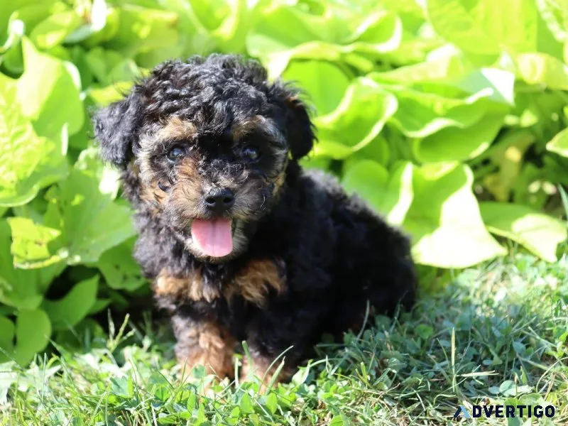 Cocoa Male Toy Poodle