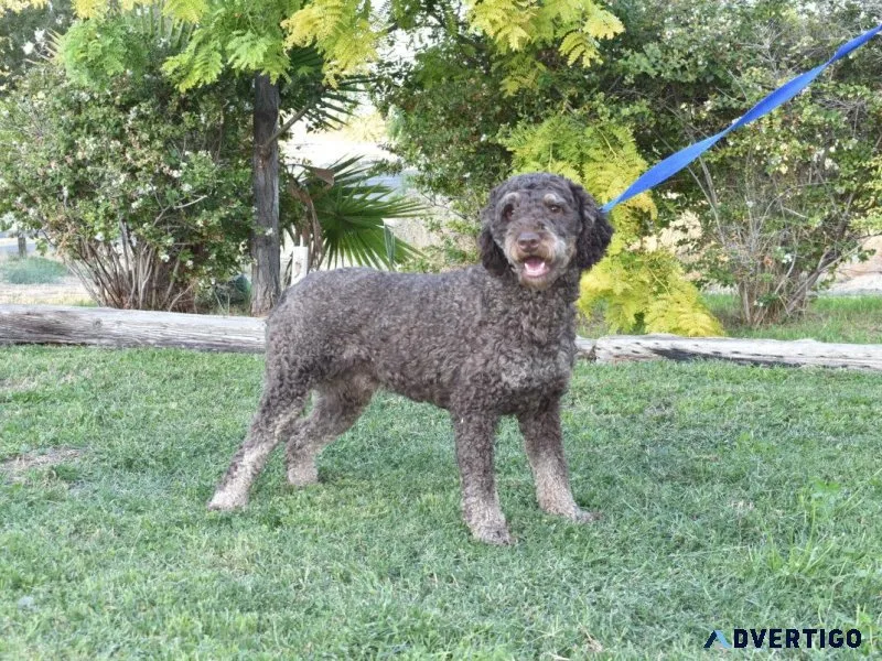 Adorable Labradoodle Puppies for Sale in Los Angeles CA