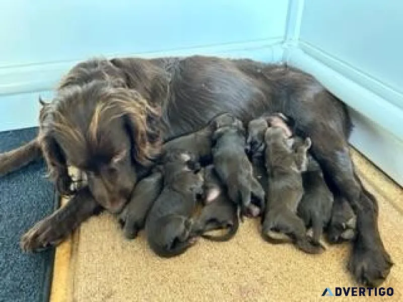 Boykin Spaniel