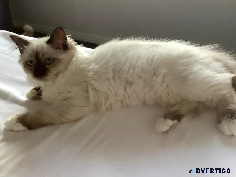 Cute and Lovely Home Raised Ragdoll Kittens.(804) 800-8862