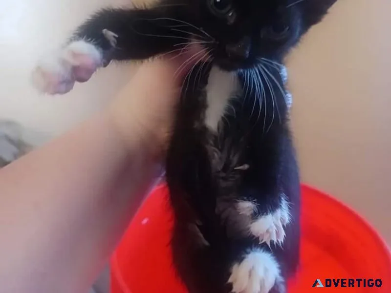 Female Kitten 10weeks old