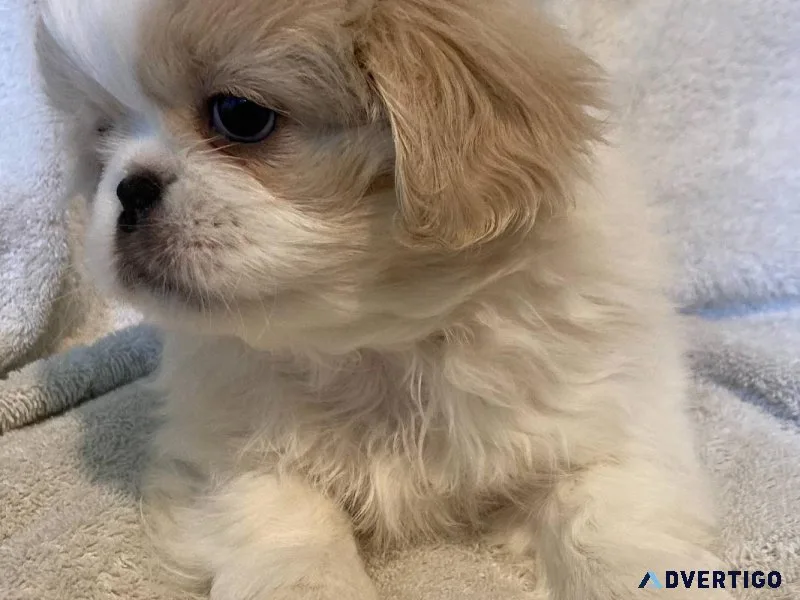 Pekingese puppies