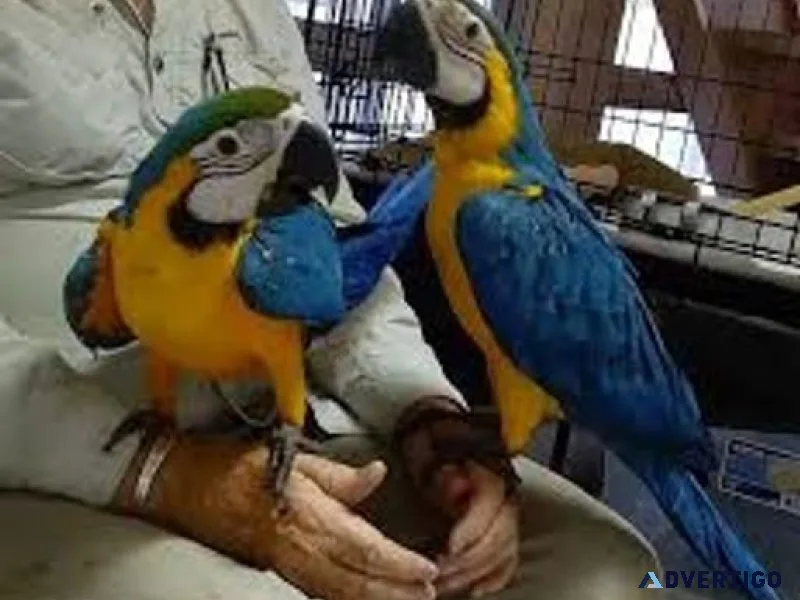 Super Friendly Blue and Gold Macaw Available