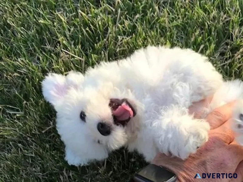 Bookes bichon Frise puppies for sale