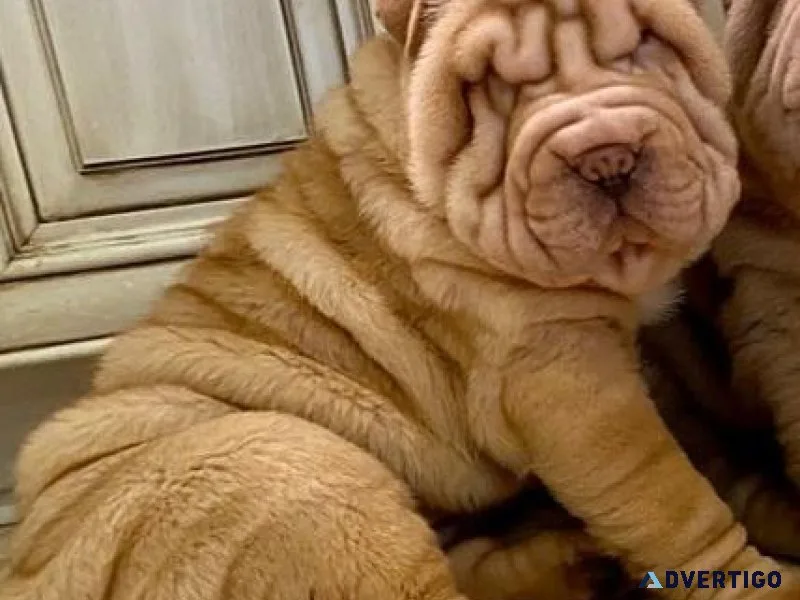 New Litter of Chinese Shar-Pei puppies