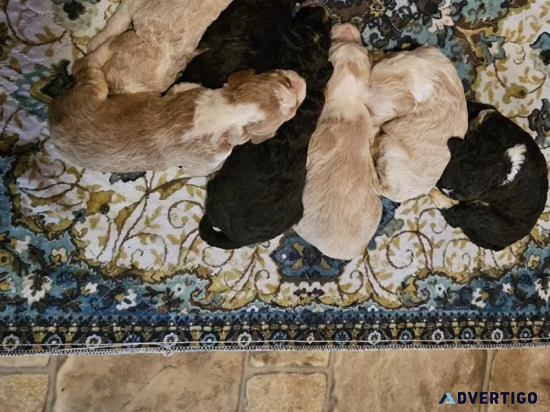 Aussiedoodle Puppies