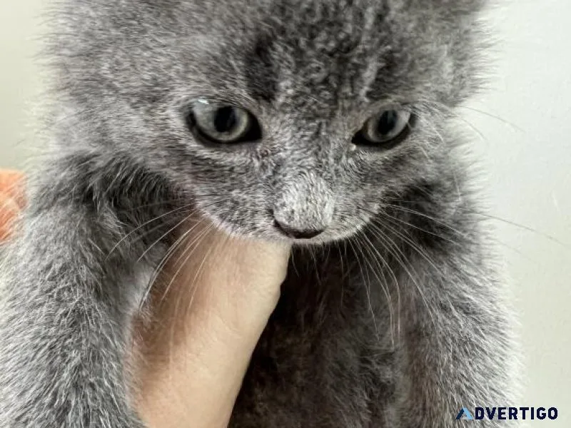 Cute Russian Blue kittens.