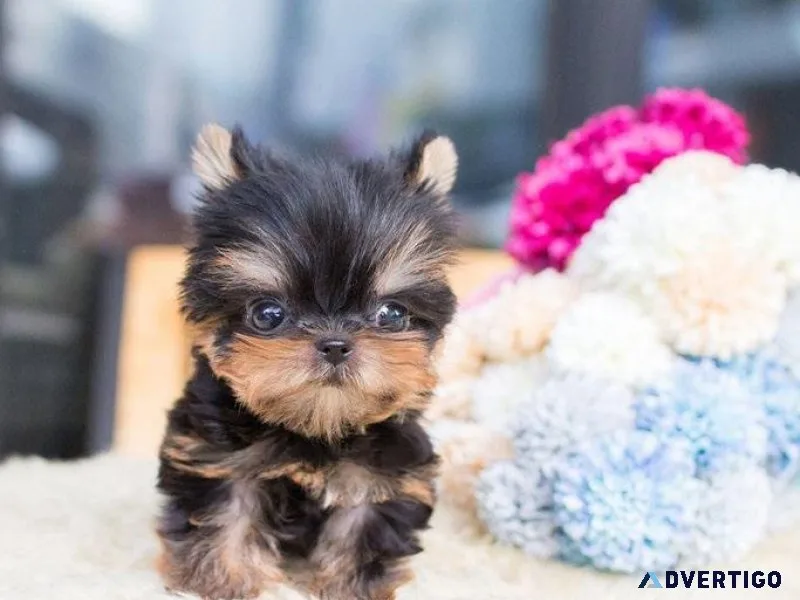 Dies Yorkie Puppies for sale