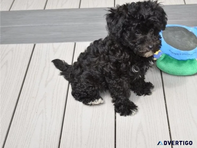 Cute Labradoodle Puppies available