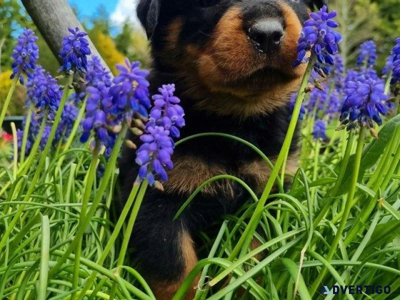 Full pedigree Rottweiler puppies